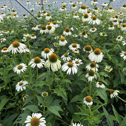 Echinacea purpurea White Swan 1G