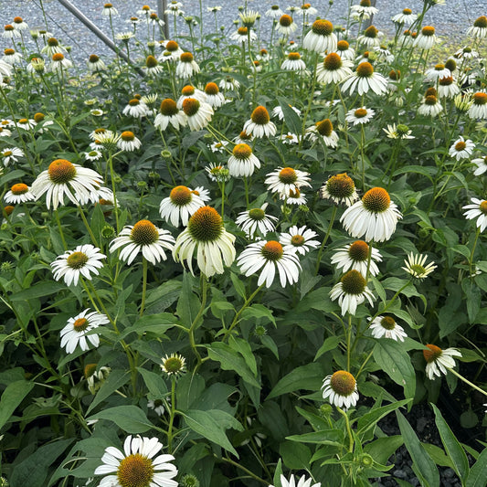Echinacea purpurea White Swan 1G