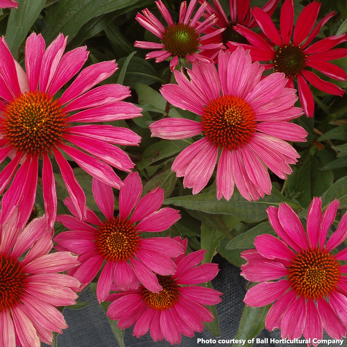 Echinacea x Kismet Raspberry 1G