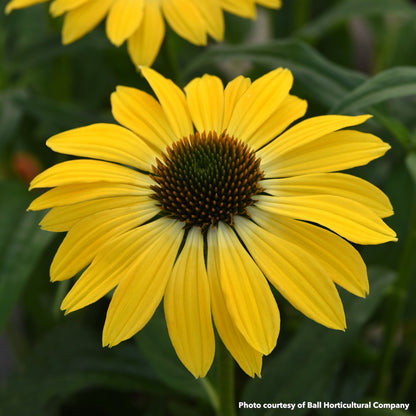 Echinacea x Summer Solstice 1G