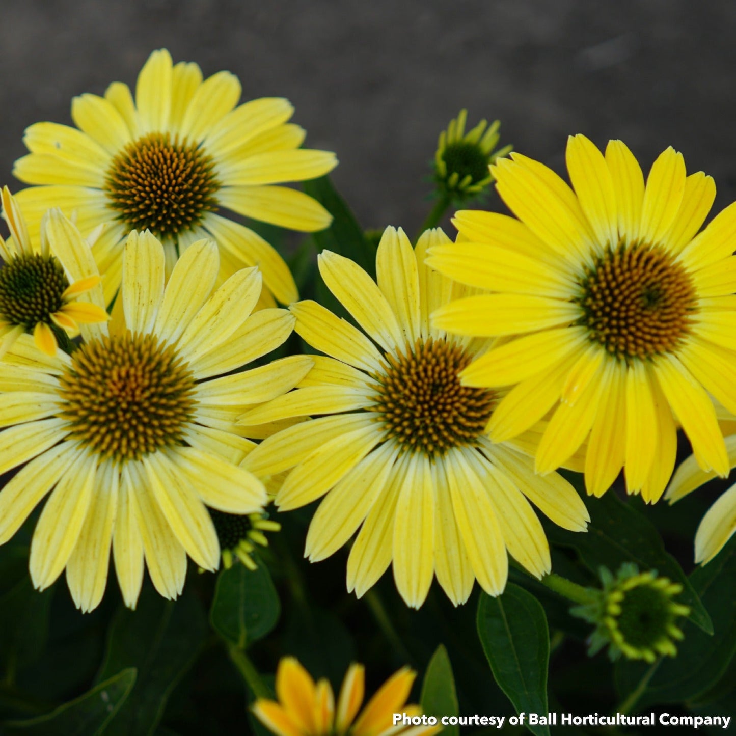 Echinacea x Summer Solstice 1G
