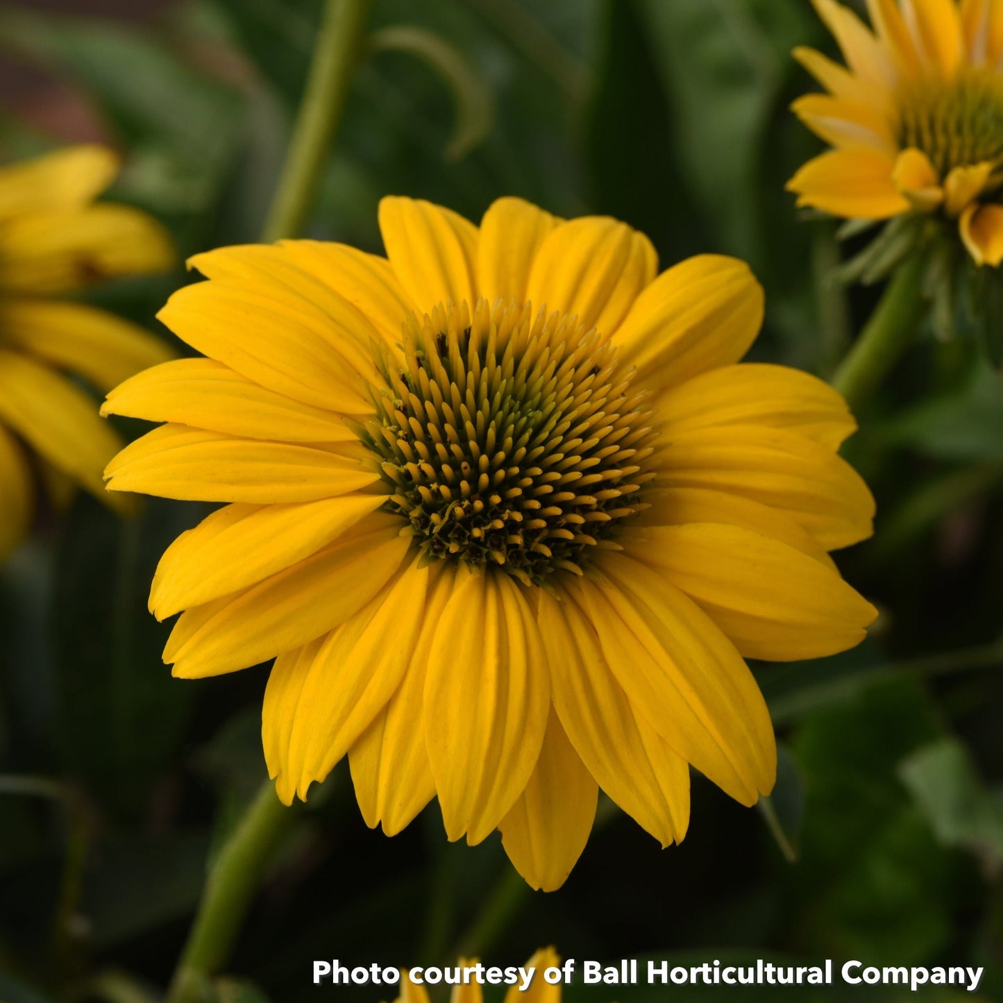Echinacea x Sombrero Poco Yellow 1Q