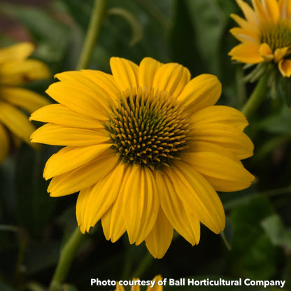 Echinacea x Sombrero Poco Yellow 1Q
