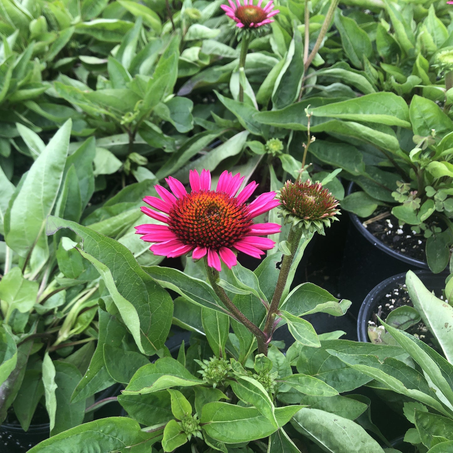 Echinacea purpurea 'Vintage Wine' (Coneflower) 1G