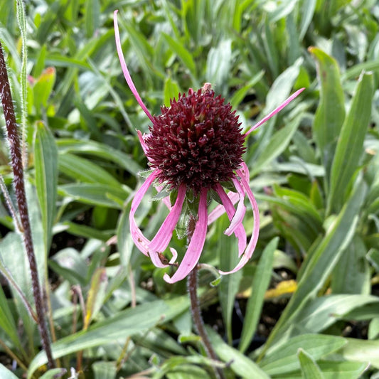 Echinacea pallida 1G