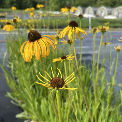 Echinacea paradoxa 1Q