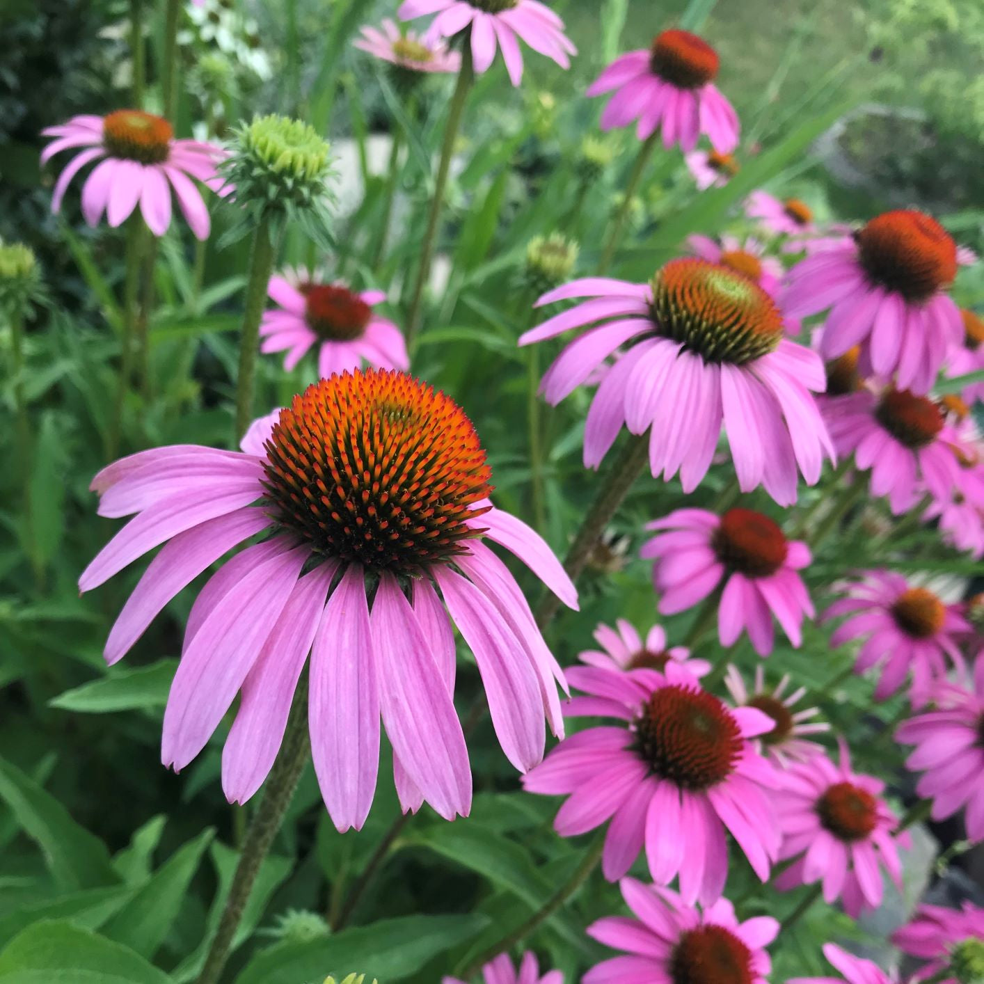 Echinacea purpurea 1Q