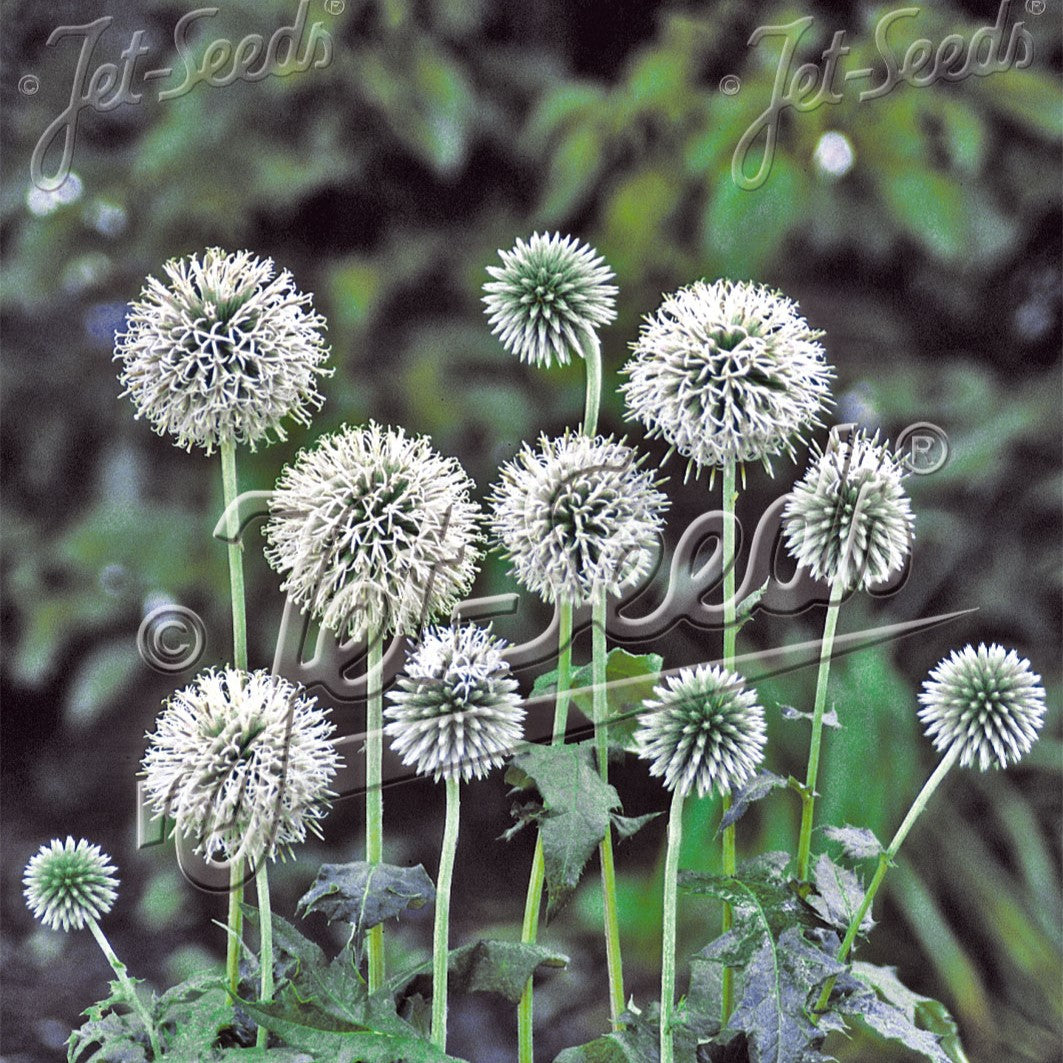 Echinops bannaticus Star Frost 1Q
