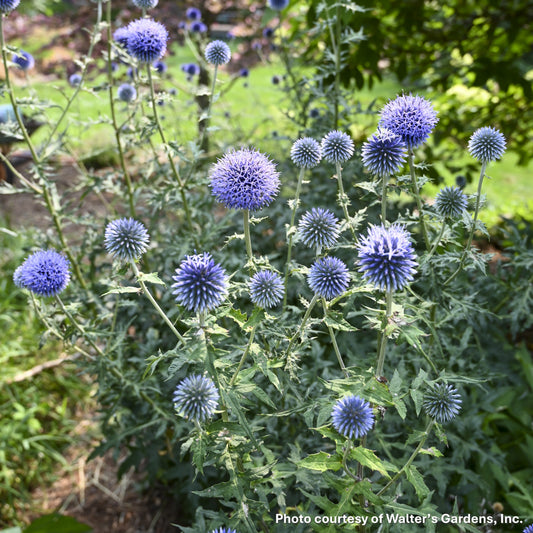 Echinops bannaticus Blue Glow 1Q