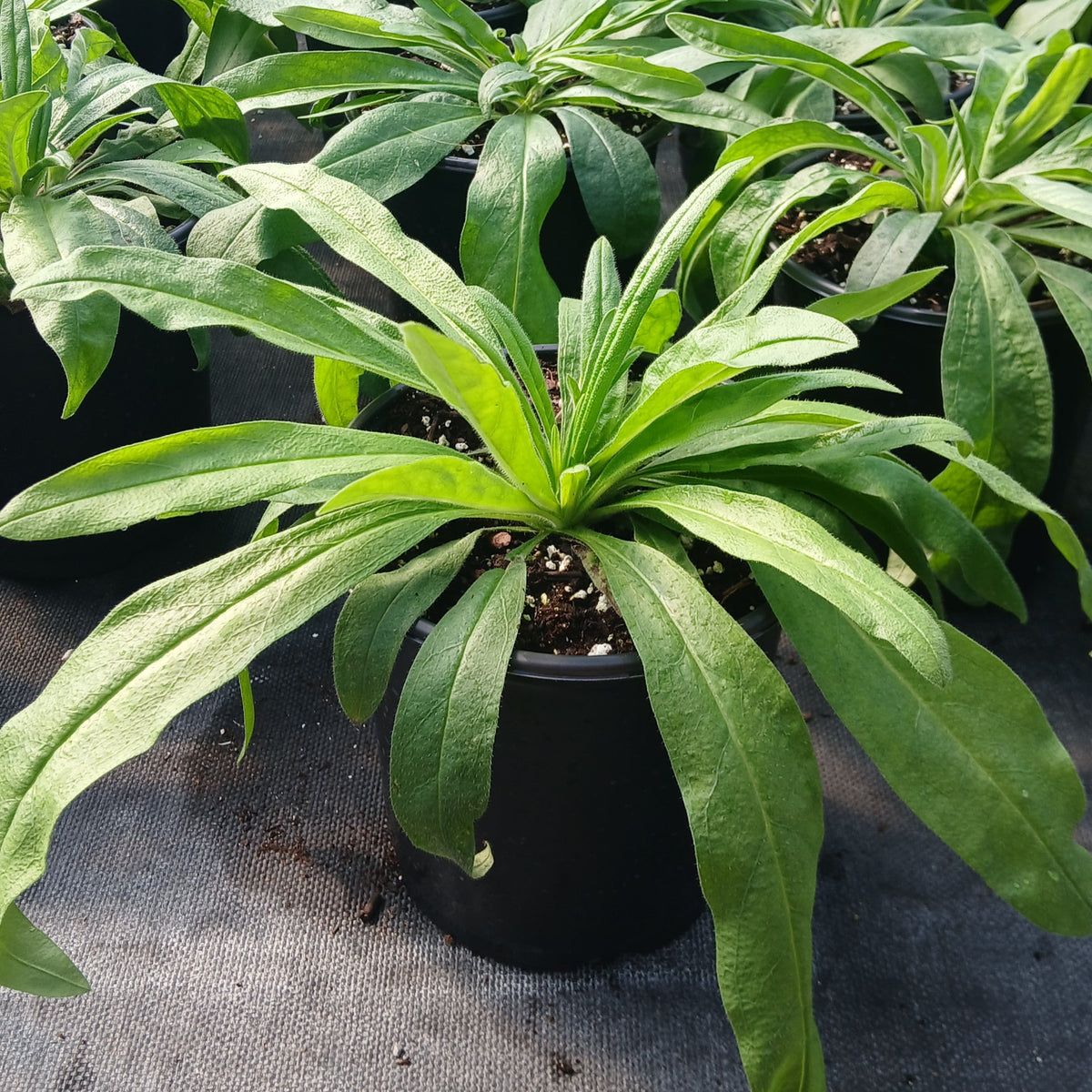 Echium amoenum Red Feathers 1G