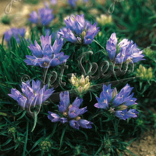 Edraianthus gramifolius 3.25"