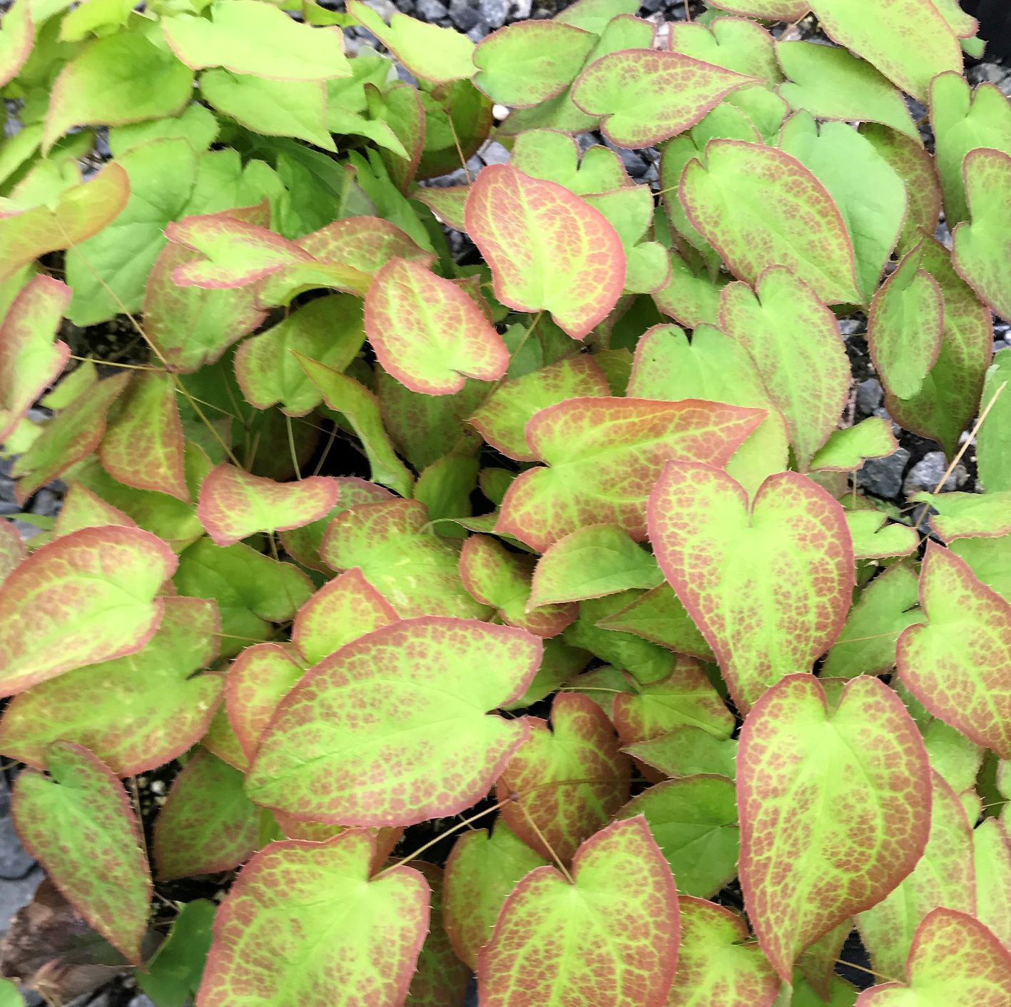 Epimedium x rubrum Galadriel 1G