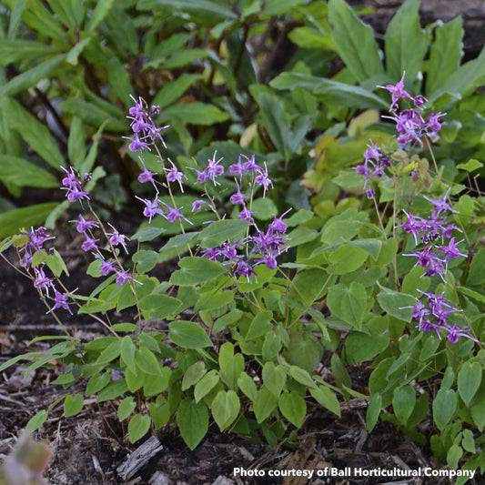 Epimedium grandiflorum Lilafee 2.5"