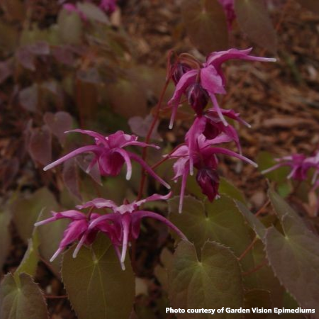 Epimedium grandiflorum Yubae 2.5"