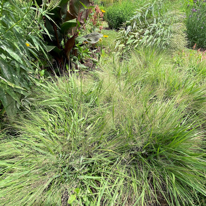 Eragrostis spectabilis 1G (Purple Love Grass)