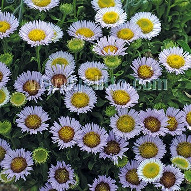 Erigeron glaucus 'Beachboy Blue' 1Q (Seaside Daisy)