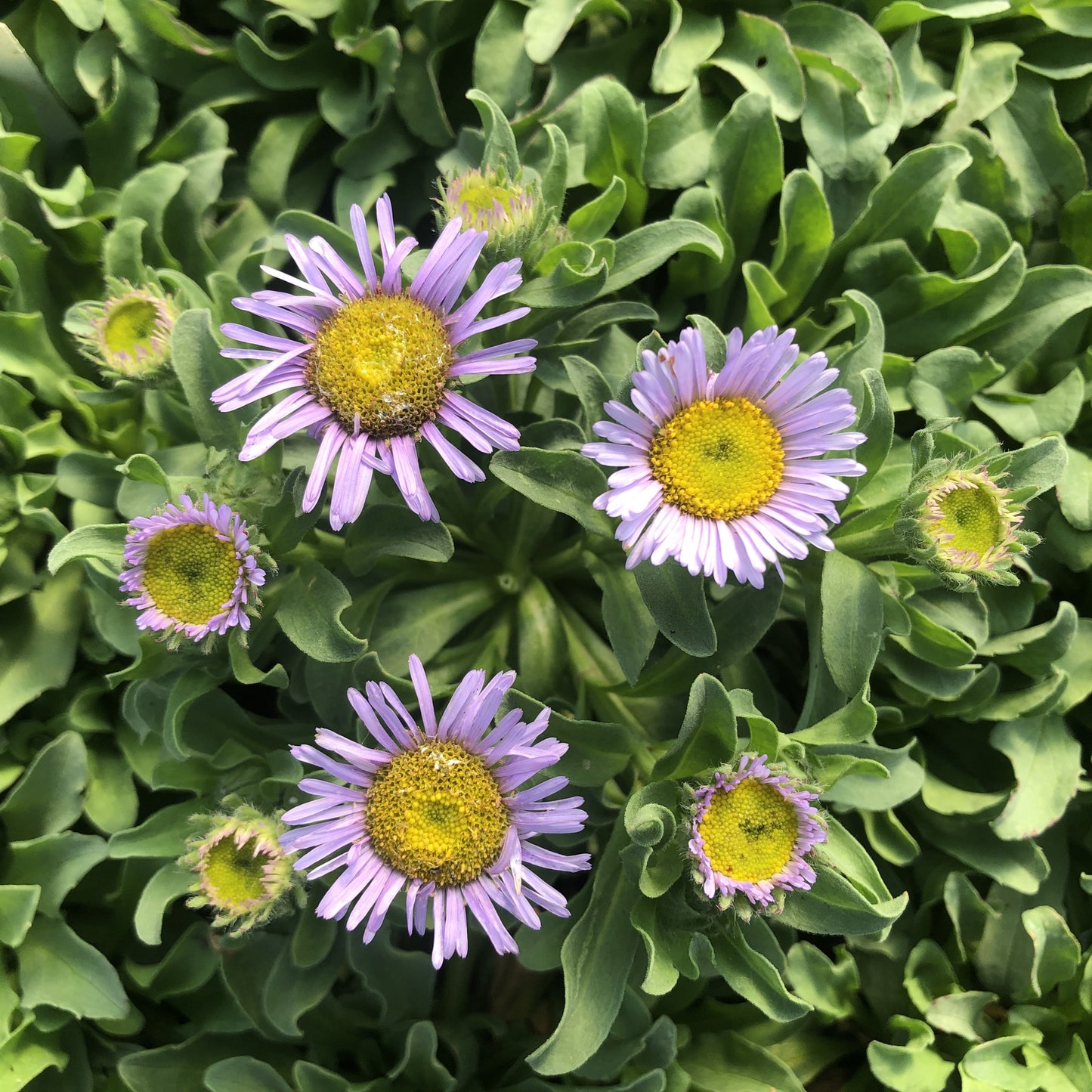 Erigeron glaucus 'Beachboy Blue' 1Q (Seaside Daisy)