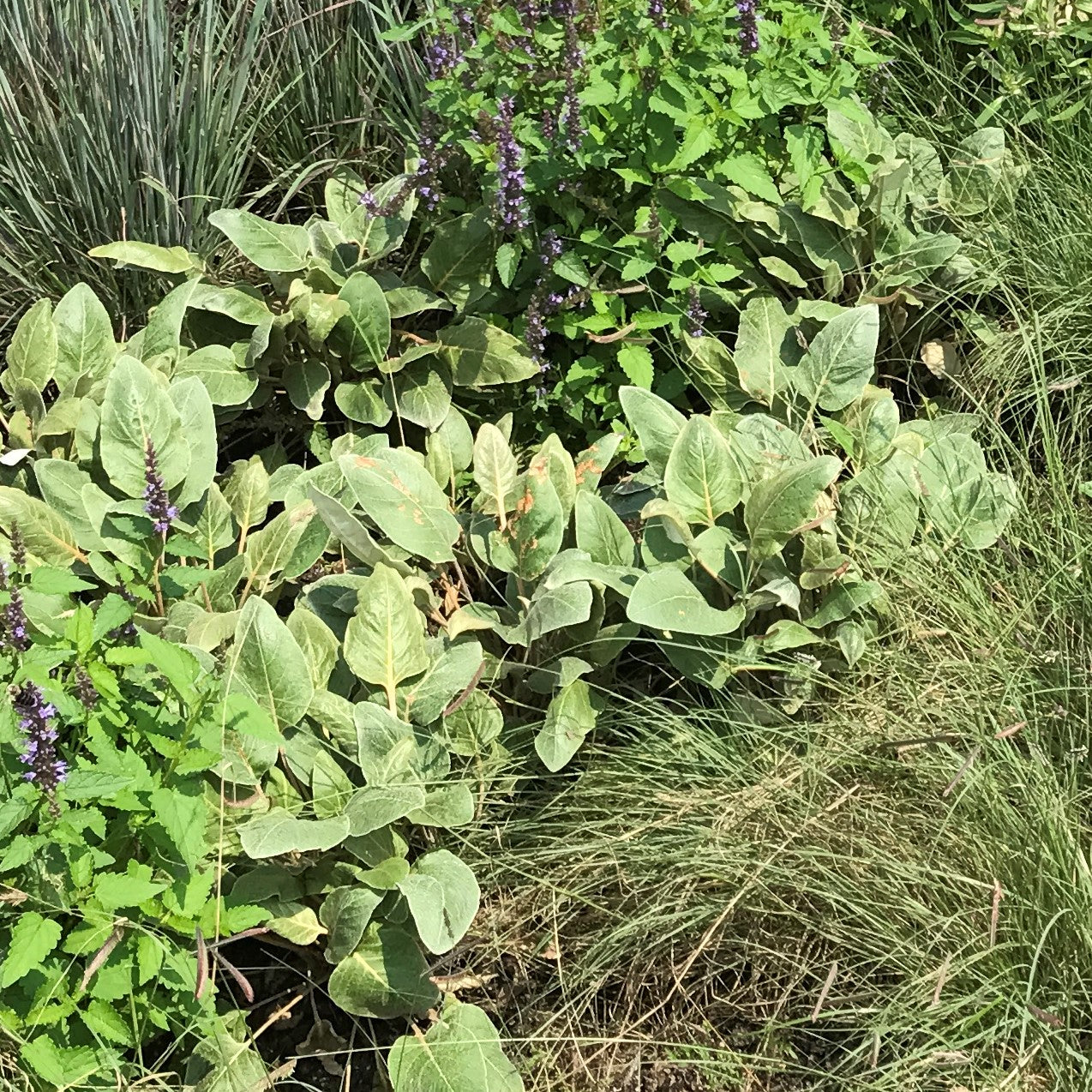 Eriogonum fasciculatum 'Little Rascal' 1G (California Buckwheat)