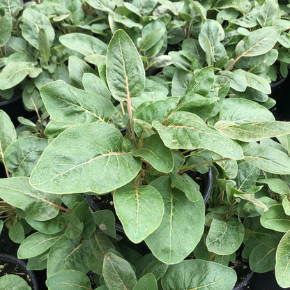 Eriogonum fasciculatum 'Little Rascal' 1G (California Buckwheat)