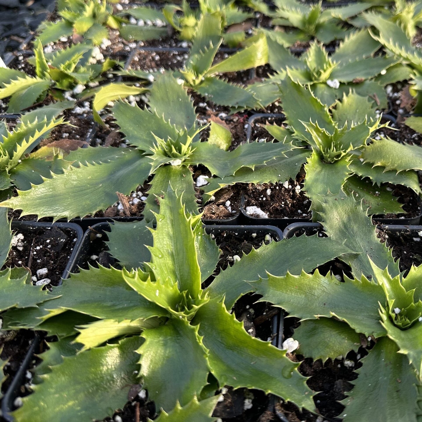Eryngium agavifolium 3.25"
