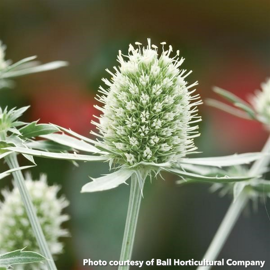 Eryngium planum White Glitter 1Q