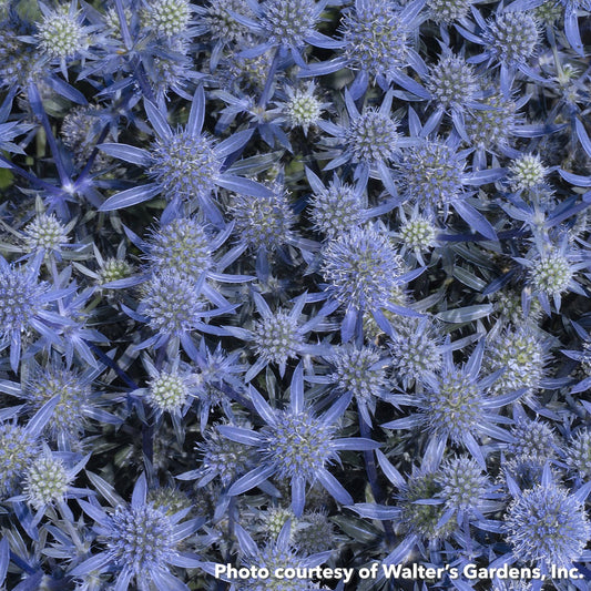 Eryngium planum Blue Glitter 1Q