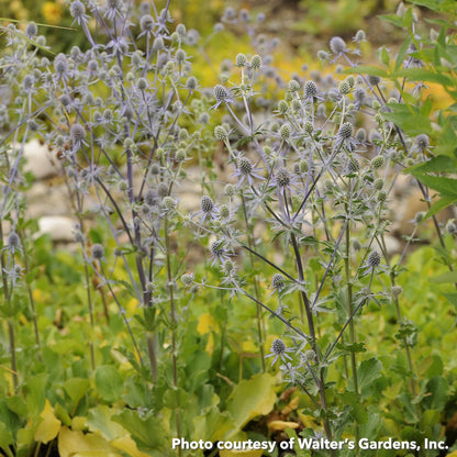 Eryngium planum Blue Glitter 1Q