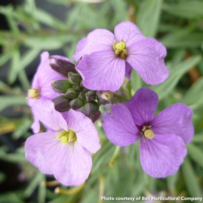 Erysimum Bowles Me Away 1Q