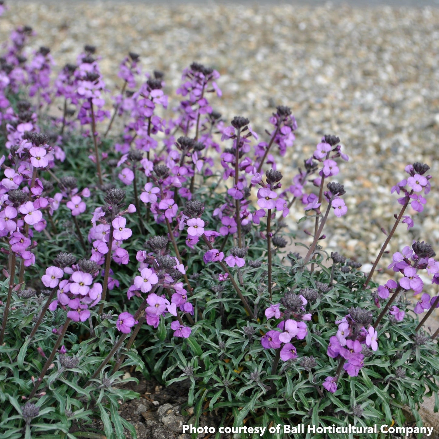 Erysimum Bowles Me Away 1Q