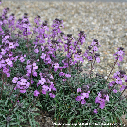 Erysimum Bowles Me Away 1Q