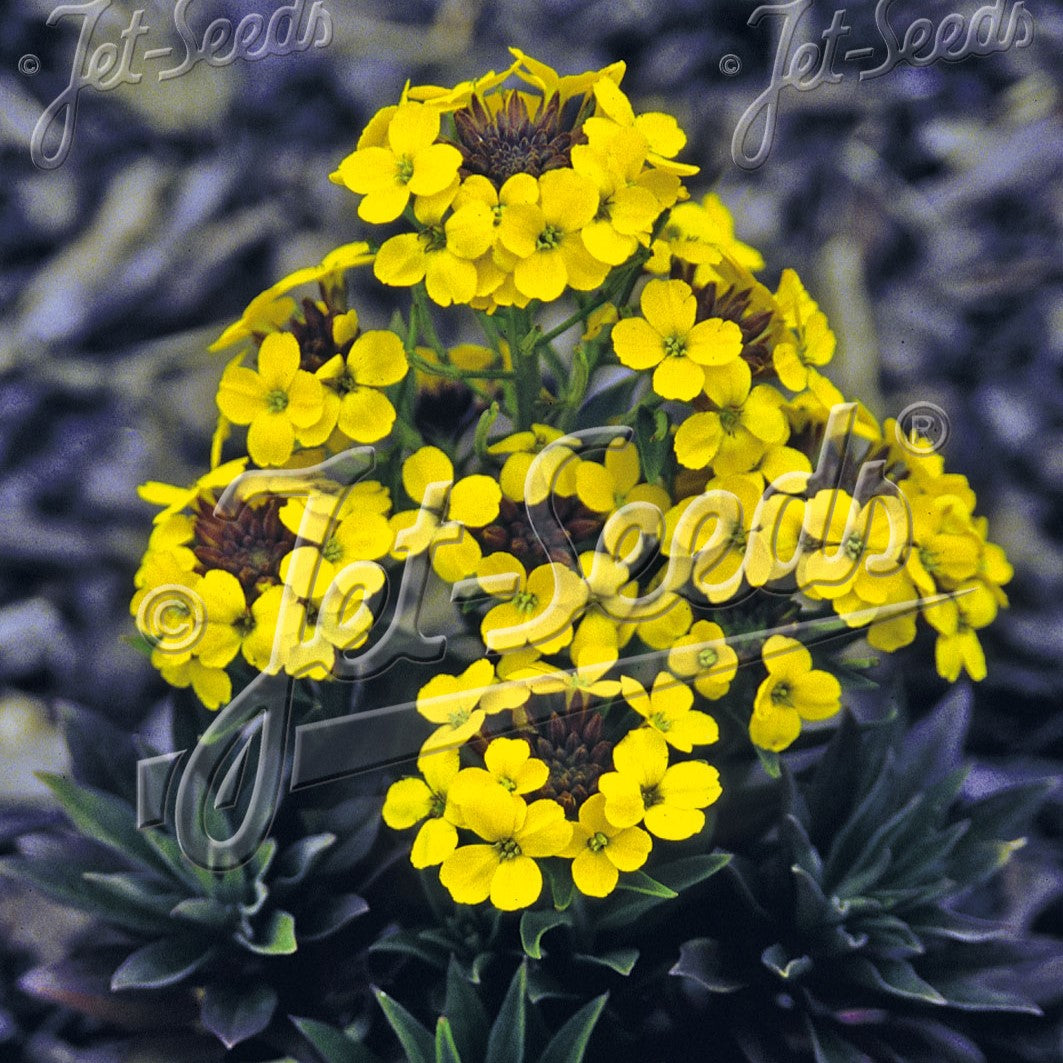 Erysimum x Canaries Yellow 1Q