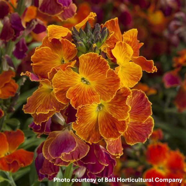 Erysimum x Erysistible Fire 1Q