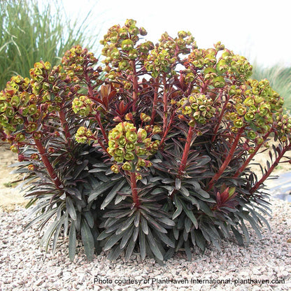 Euphorbia x Blackbird ‘Nothowlee’ (Spurge) 2.5"