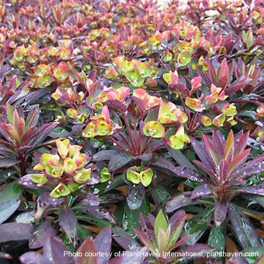 Euphorbia x Blackbird ‘Nothowlee’ (Spurge) 2.5"