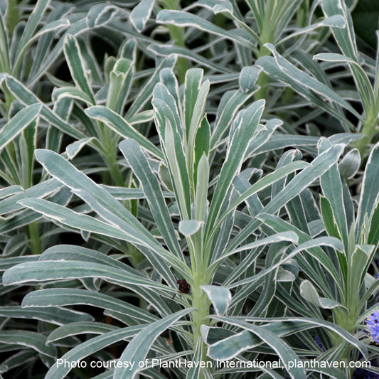 Euphorbia characias ‘Glacier Blue’ (Spurge) 2.5"