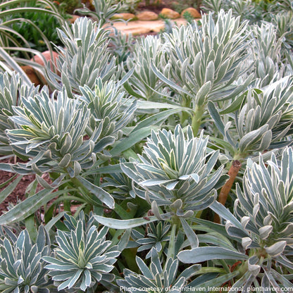 Euphorbia characias ‘Glacier Blue’ (Spurge) 2.5"