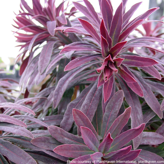Euphorbia amygdaloides Ruby Glow ‘Waleuphglo’ (Spurge) 2.5"