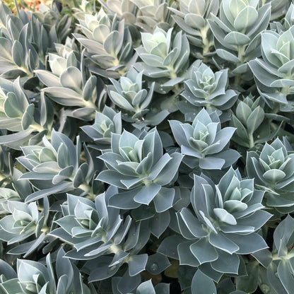 Euphorbia myrsinites 3.25"