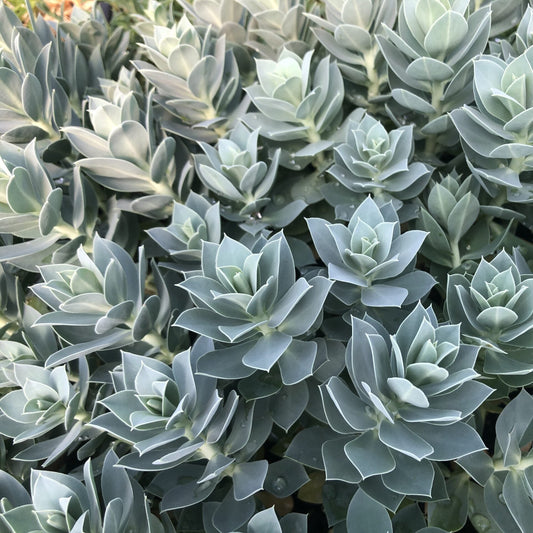 Euphorbia myrsinites 3.25"