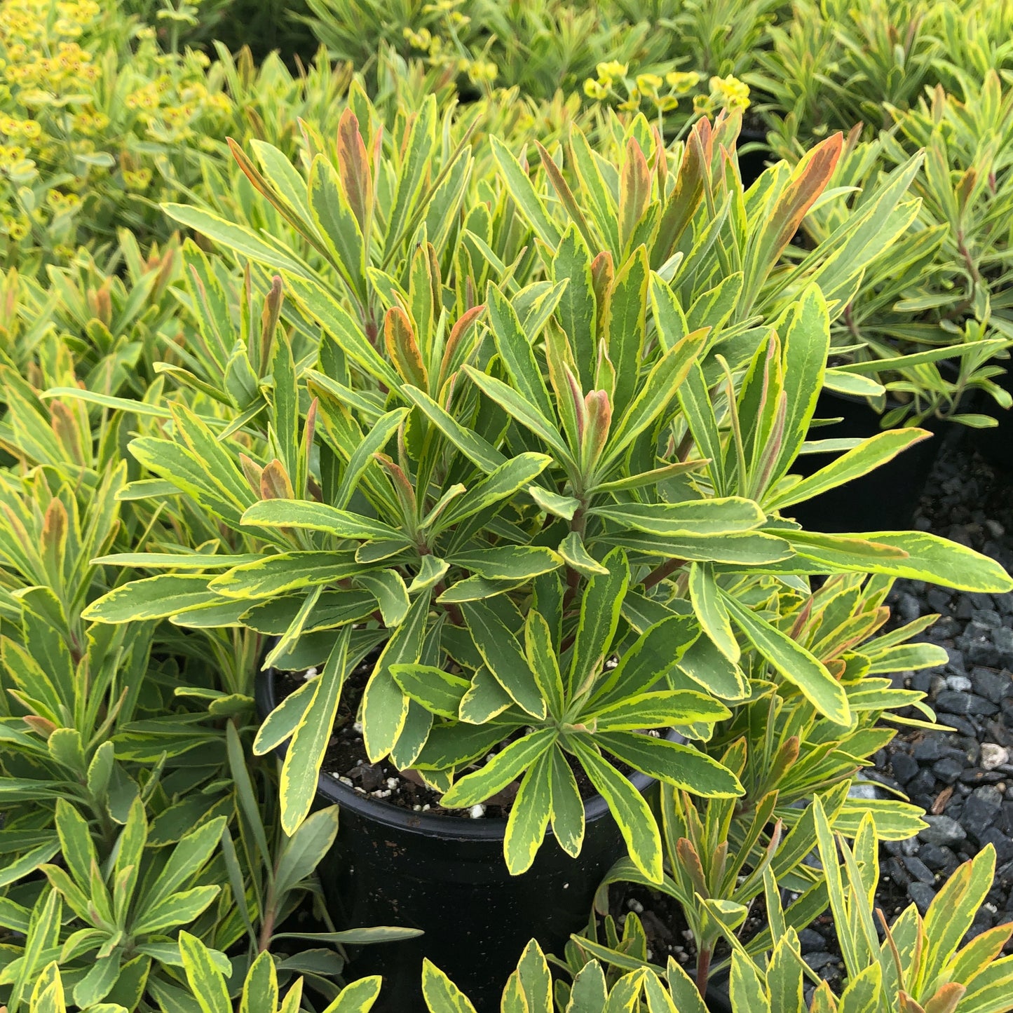 Euphorbia x martini 'Ascot Rainbow' 1G (Martin's Spurge)