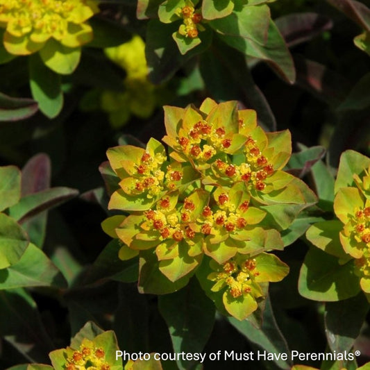 Euphorbia polychroma ‘Bonfire’ (Cushion Spurge) 1G