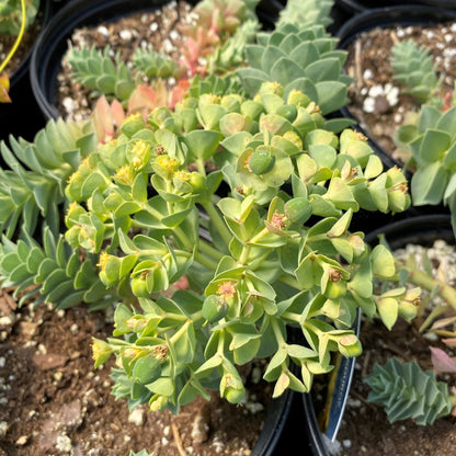 Euphorbia myrsinites 1G (Myrtle Spurge)