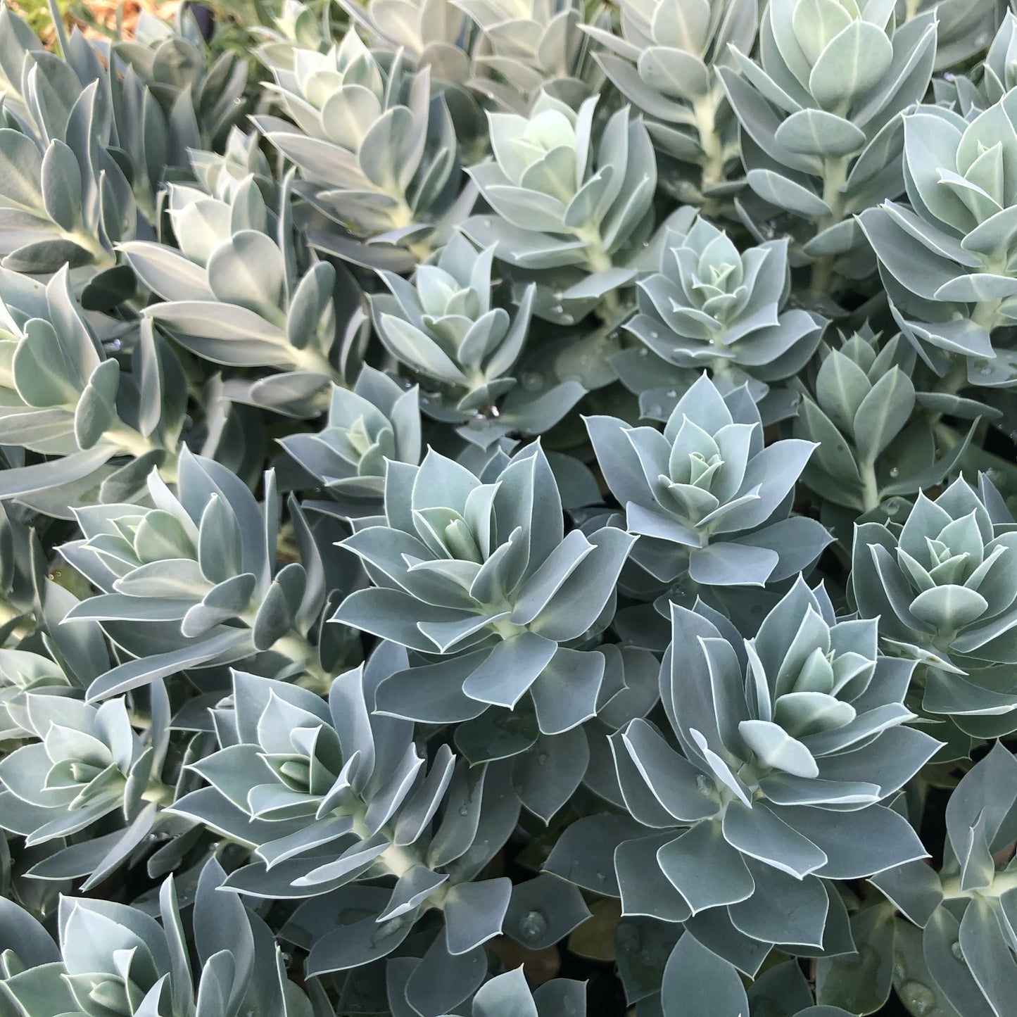 Euphorbia myrsinites 1G (Myrtle Spurge)