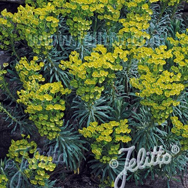 Euphorbia characias ssp. wulfenii 1Q (Spurge)