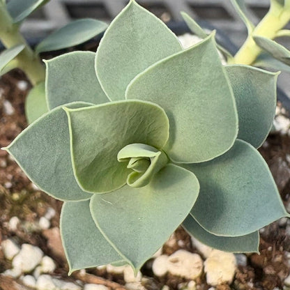 Euphorbia myrsinites 3.25"