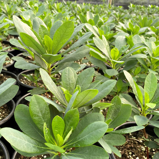 Euphorbia amygdaloides var. robbiae 1G