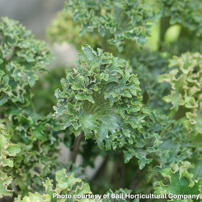 Farfugium japonicum Wavy Gravy 1Q