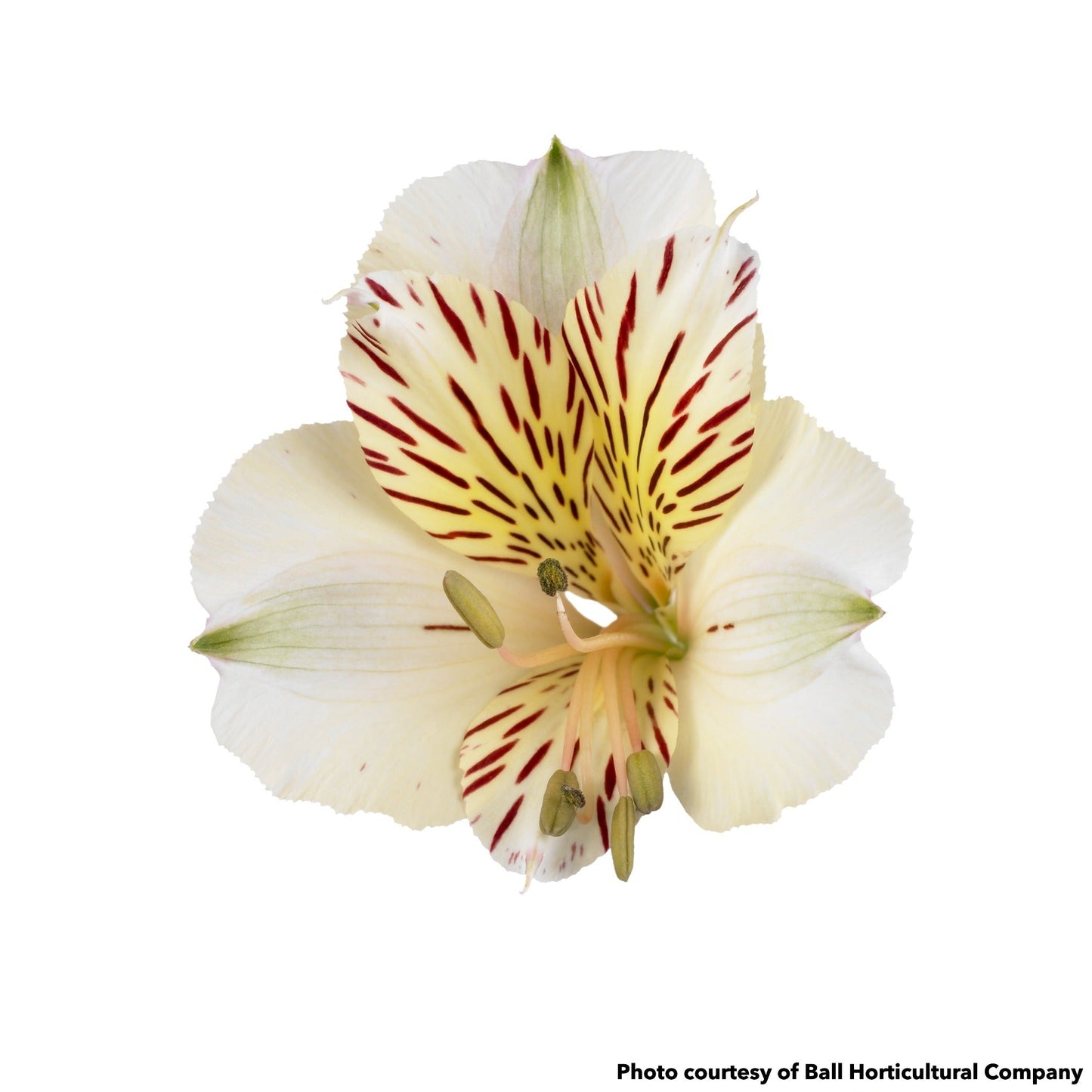 Alstroemeria Colorita Fabiana 1Q