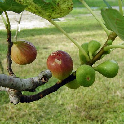 Fig carica Brown Turkey 1Q