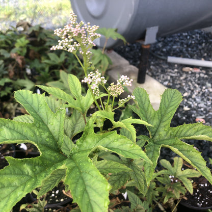 Filipendula rubra 'Venusta Magnifica' 1G (Queen of the Prairie)